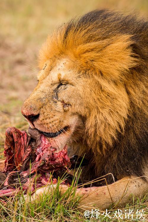 斯洛特遭遇滑铁卢,近12场9败创72年最差纪录! 斯洛特遭遇滑铁卢,近12场9败创72年最差纪录!